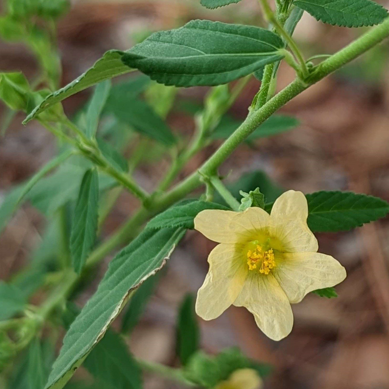 Picture of Sida rhombifolia